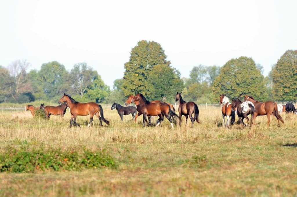 Help feed nearly 1,500 rescued horses by centaurus