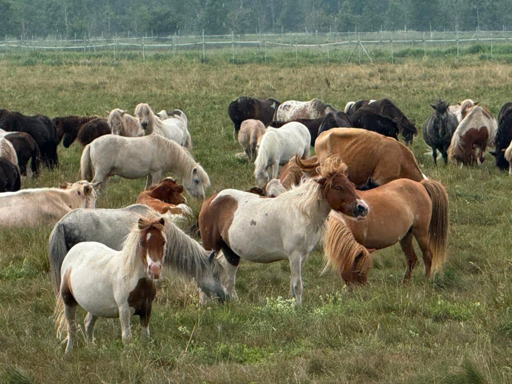 Help feed nearly 1,500 rescued horses by centaurus