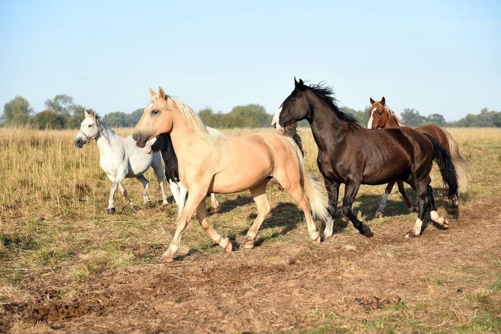 Help feed nearly 1,500 rescued horses by centaurus