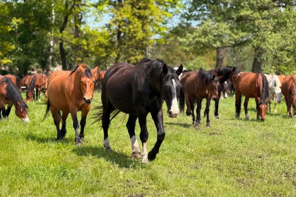 Help feed nearly 1,500 rescued horses by centaurus