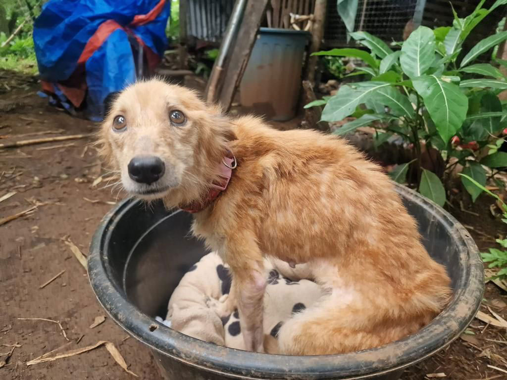 Helping Thousands of Animals in the Philippines