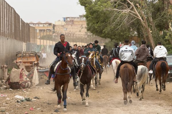 ANIMALS WITHOUT BORDERS: ALBANIA AND BEYOND