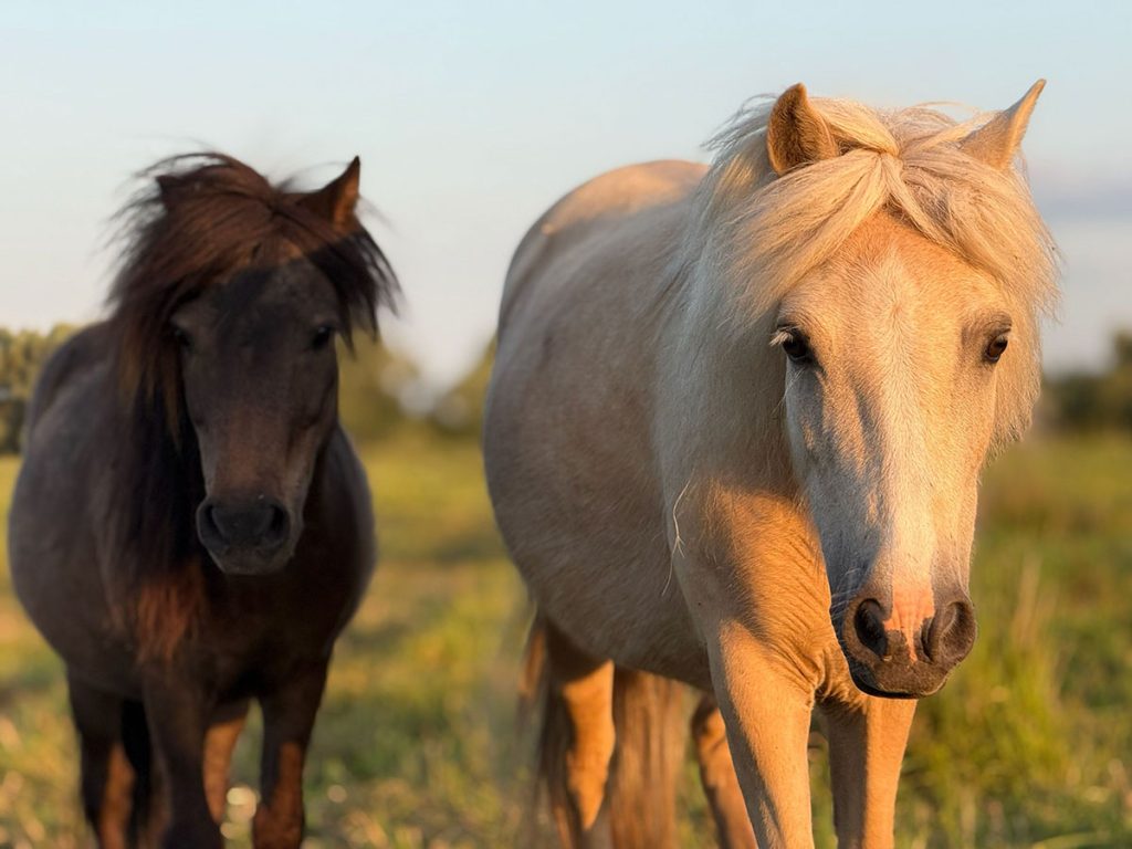 THE GREAT CHASE: WHEN HUNDREDS OF HORSES MOVE AS ONE
