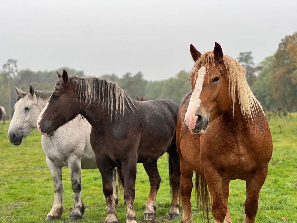 WANT TO SUPPORT ANIMAL WELFARE? WE ARE BUILDING A NETWORK OF CENTAURUS CHARITY SHOPS
