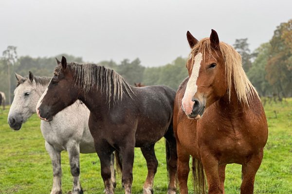 WANT TO SUPPORT ANIMAL WELFARE? WE ARE BUILDING A NETWORK OF CENTAURUS CHARITY SHOPS